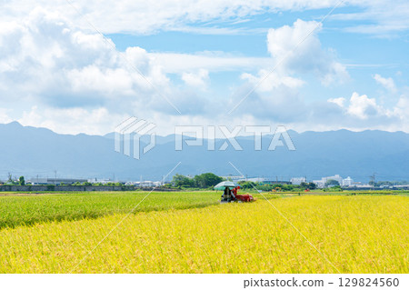 Rice harvesting scenery at the combine 129824560