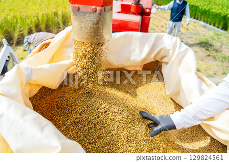 Rice harvesting scenery at the combine 129824561