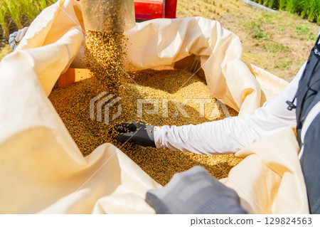Rice harvesting scenery at the combine 129824563