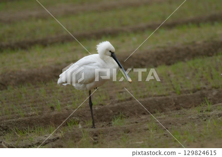 The spoonbill is a rare winter bird that is often seen around waterside areas in Kyushu in winter. The spoonbill is a rare winter bird that is often seen around waterside areas in Kyushu in winter. 129824615