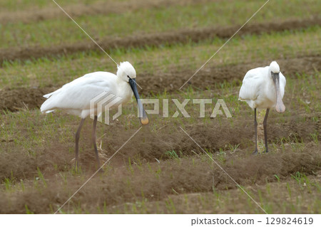The spoonbill is a rare winter bird that is often seen around waterside areas in Kyushu in winter. The spoonbill is a rare winter bird that is often seen around waterside areas in Kyushu in winter. 129824619
