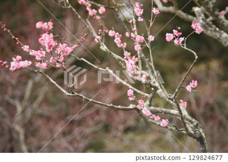 Plum blossoms blooming in a park in early spring 129824677