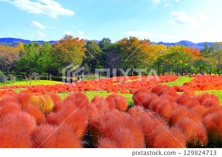 清爽的秋日天空和一簇色彩鮮豔的藜葉 129824713