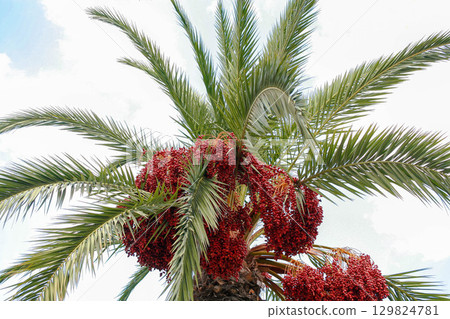 Palm tree with red dates hanging from branches against white clouded sky backdrop Bottom view Palm tree with red dates hanging from branches against white clouded sky backdrop Bottom view 129824781