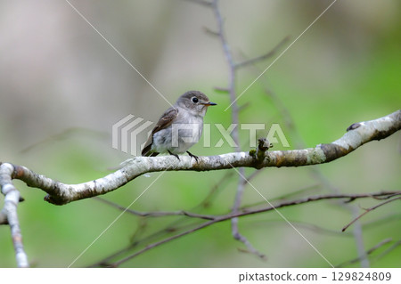 The cute and familiar Japanese flycatcher can be found in the early summer on the plateaus of Karuizawa and Oku-Nikko. 129824809
