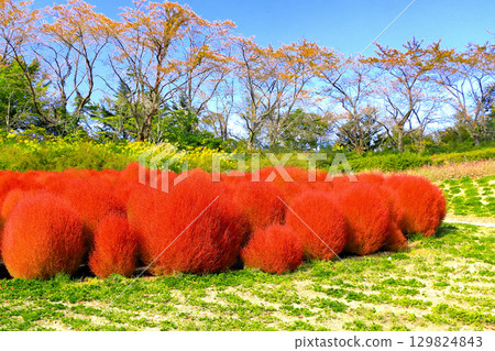 清爽的秋日天空和一簇色彩鮮豔的藜葉 129824843