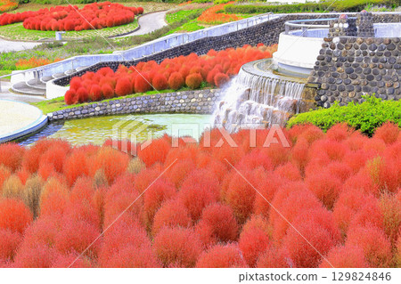 A cluster of vibrantly colored kochia leaves growing by the water A cluster of vibrantly colored kochia leaves growing by the water 129824846