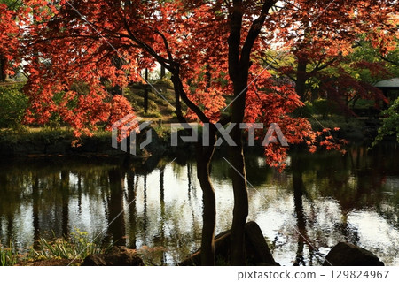 Bright red autumn leaves maple Bright red autumn leaves maple 129824967