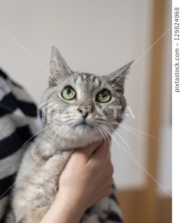 Sabatra cat hugging a cat Sabatra cat hugging a cat 129824968