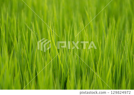 Plants wetted by morning dew Plants wetted by morning dew 129824972