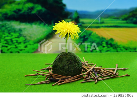 Dandelion flower 129825002