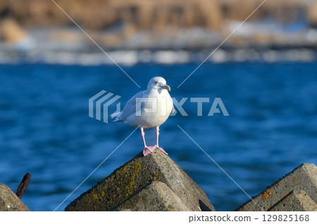 Glaucous gulls and eagle-billed gulls are beautiful pure white gulls that can be seen in Hokkaido and Tokyo Bay in winter. Glaucous gulls and eagle-billed gulls are beautiful pure white gulls that can be seen in Hokkaido and Tokyo Bay in winter. 129825168