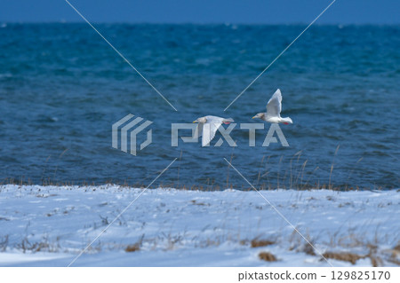Glaucous gulls and eagle-billed gulls are beautiful pure white gulls that can be seen in Hokkaido and Tokyo Bay in winter. Glaucous gulls and eagle-billed gulls are beautiful pure white gulls that can be seen in Hokkaido and Tokyo Bay in winter. 129825170
