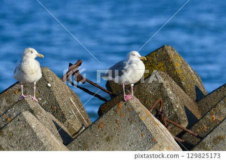 Glaucous gulls and eagle-billed gulls are beautiful pure white gulls that can be seen in Hokkaido and Tokyo Bay in winter. 129825173