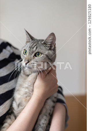 Sabatra cat hugging a cat 129825180