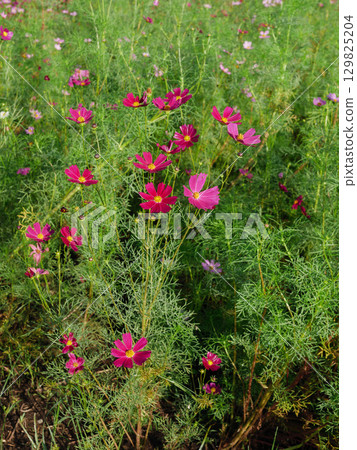 波斯菊盛開在秋天的原野 波斯菊盛開在秋天的原野 129825204