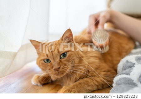 給貓梳毛 棕色虎斑貓 給貓梳毛 棕色虎斑貓 129825228
