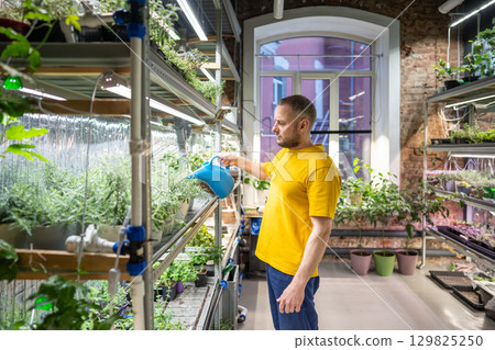 Gardener waters, moisturizing potted basil herbs on shelves in shop or mini greenhouse under UV 129825250
