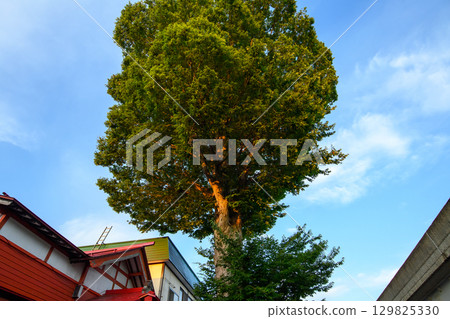 A giant Zelkova tree bathed in the setting sun: Tanaga Zelkova, Yokote City, Akita Prefecture 129825330