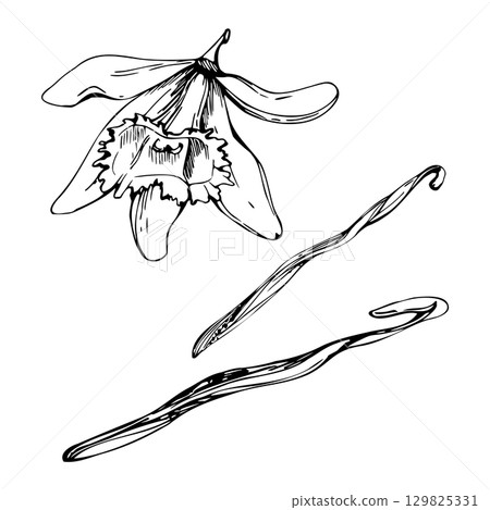 Seed pod and flower of vanilla orchid bloom, natural spice. graphic tropical plant illustration hand drawn in vector ink. Artisanal bakery branding, sweet dessert packaging, florist or wedding perfume Seed pod and flower of vanilla orchid bloom, natural spice. graphic tropical plant illustration hand drawn in vector ink. Artisanal bakery branding, sweet dessert packaging, florist or wedding perfume 129825331