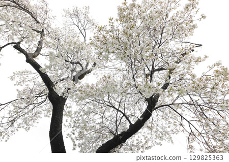 White plum blossoms White plum blossoms 129825363