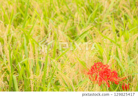 稻穗旁盛開的石蒜花 稻穗旁盛開的石蒜花 129825417
