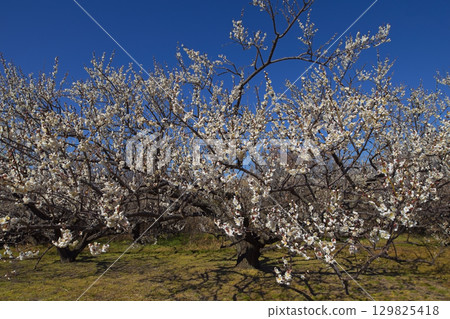 White plum blossoms in full bloom under the blue sky White plum blossoms in full bloom under the blue sky 129825418