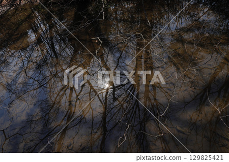 Shadow and sun reflected in the swamp 129825421