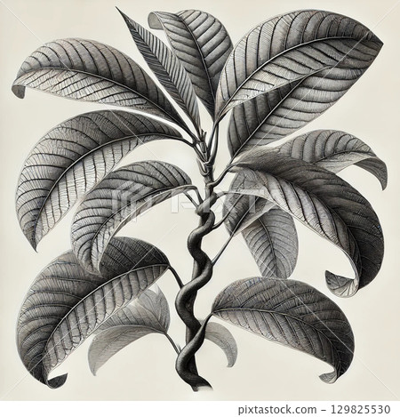 foliage plant, pachira 129825530