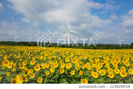 Sunflower field on the Nunobiki plateau 129826638