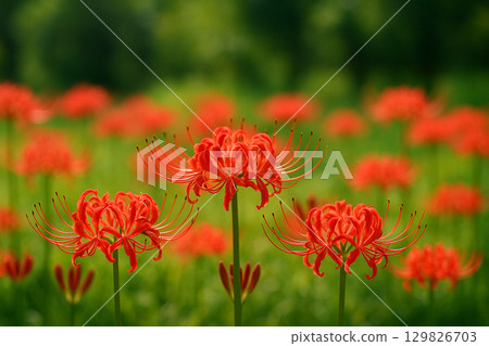 Higanbana flower field Higanbana flower field 129826703