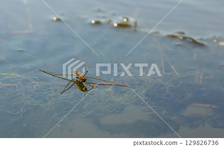 A closeup shot of Gerris lacustris or common pond skater 129826736