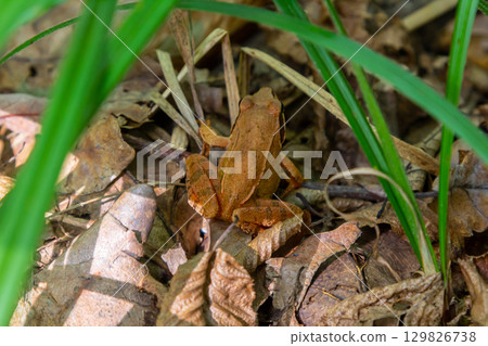 Brown frog blending into natural surroundings among dried leaves and grass in a woodland area during daylight Brown frog blending into natural surroundings among dried leaves and grass in a woodland area during daylight 129826738