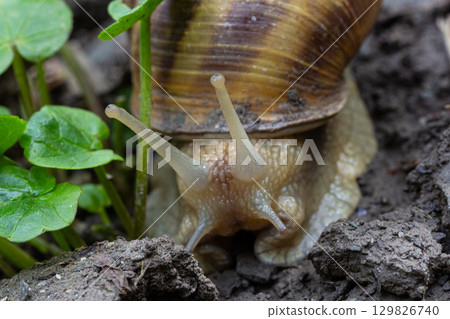 Close-up view of a garden snail exploring soil and plants in a lush green garden during daylight hours Close-up view of a garden snail exploring soil and plants in a lush green garden during daylight hours 129826740