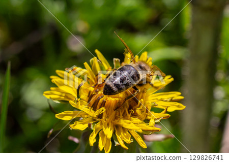 Bee pollinates vibrant yellow dandelion flower during sunny spring afternoon in a lush green garden setting 129826741