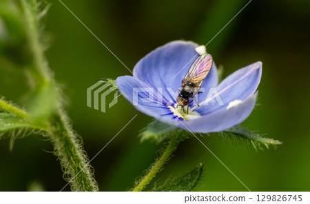 Close-up view of a bee collecting nectar from a delicate blue flower in a vibrant garden setting during the warm afternoon sunlight 129826745