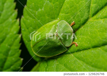 Close-up of a vibrant green beetle resting on lush green leaves among its natural habitat during a sunny day 129826746