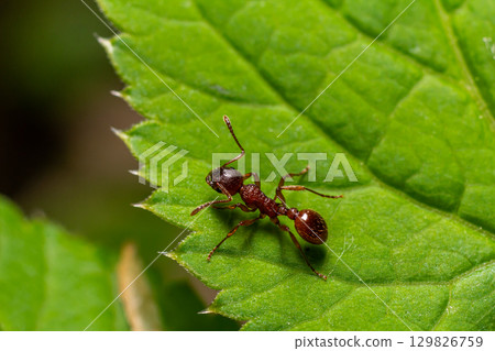 Close-up view of a red ant climbing on a vibrant green leaf in a natural setting during daylight hours Close-up view of a red ant climbing on a vibrant green leaf in a natural setting during daylight hours 129826759