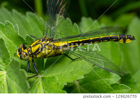 Common Clubtail resting on a green leaf showcasing black body with bright yellow stripes in a natural setting during daylight 129826770