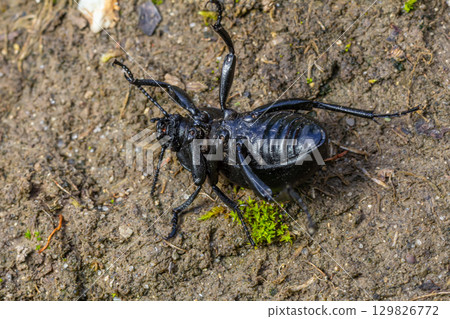 Giant black insect crawling on the earthy ground showcasing its intricate body structure in a natural environment during daylight Giant black insect crawling on the earthy ground showcasing its intricate body structure in a natural environment during daylight 129826772