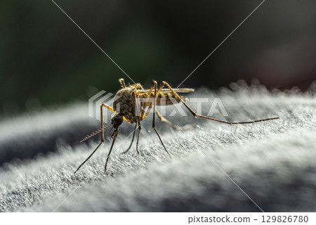 Common mosquito feeding on a textured surface during a sunny afternoon in a natural outdoor setting 129826780