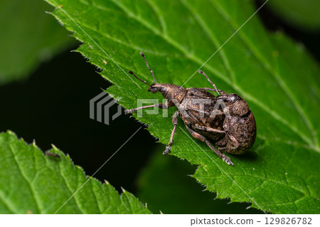 Close view of a brown weevil resting on a green leaf in a lush garden highlighting the details of its body and natural habitat during daylight hours Close view of a brown weevil resting on a green leaf in a lush garden highlighting the details of its body and natural habitat during daylight hours 129826782