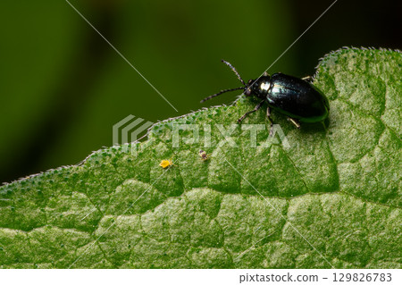 Shiny metallic Chrysolina sp. leaf beetle feeding on a green leaf in a natural setting during midday 129826783