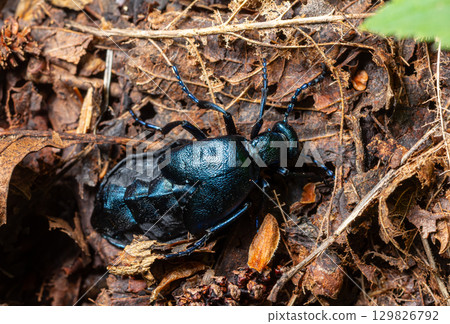 Meloe sp. Blister beetle resting on dried leaves in a forest habitat during daylight 129826792