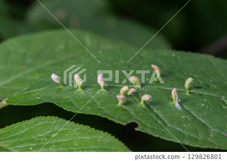Eriophyes sp. creates unique erineum galls on host plant leaves in a natural setting during the blooming season Eriophyes sp. creates unique erineum galls on host plant leaves in a natural setting during the blooming season 129826801