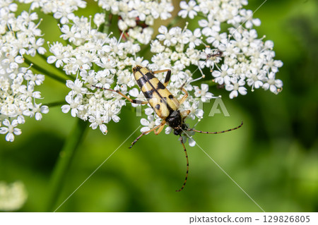 Four-banded longhorn beetle exploring delicate white flowers in a sunny garden setting Four-banded longhorn beetle exploring delicate white flowers in a sunny garden setting 129826805