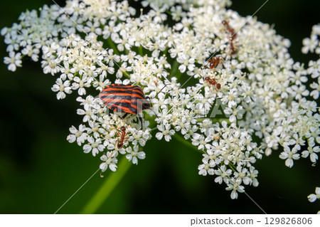 Striped bug Graphosoma lineatum resting on small white flowers while ants wander around in a vibrant summer garden 129826806