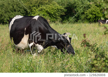 Black and white cow grazing in a lush green pasture surrounded by shrubs and trees during sunny weather 129826808