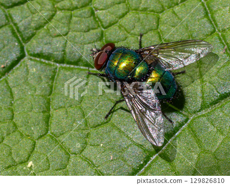 Common green bottle fly Lucilia sericata resting on a green leaf in a sunny garden during springtime showcasing its vibrant coloration 129826810