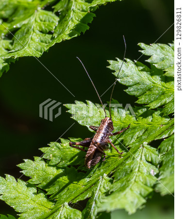 Dark bush-cricket Pholidoptera griseoaptera resting on green fern leaves in a forested area during a sunny day in spring Dark bush-cricket Pholidoptera griseoaptera resting on green fern leaves in a forested area during a sunny day in spring 129826811